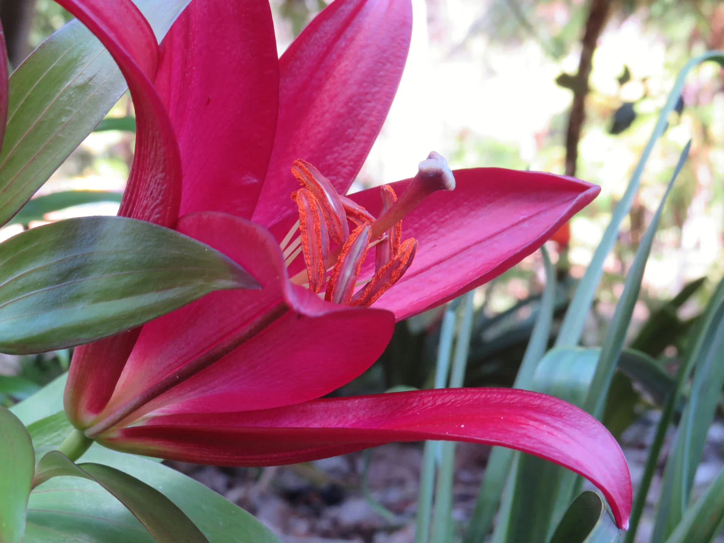 A big pink flower