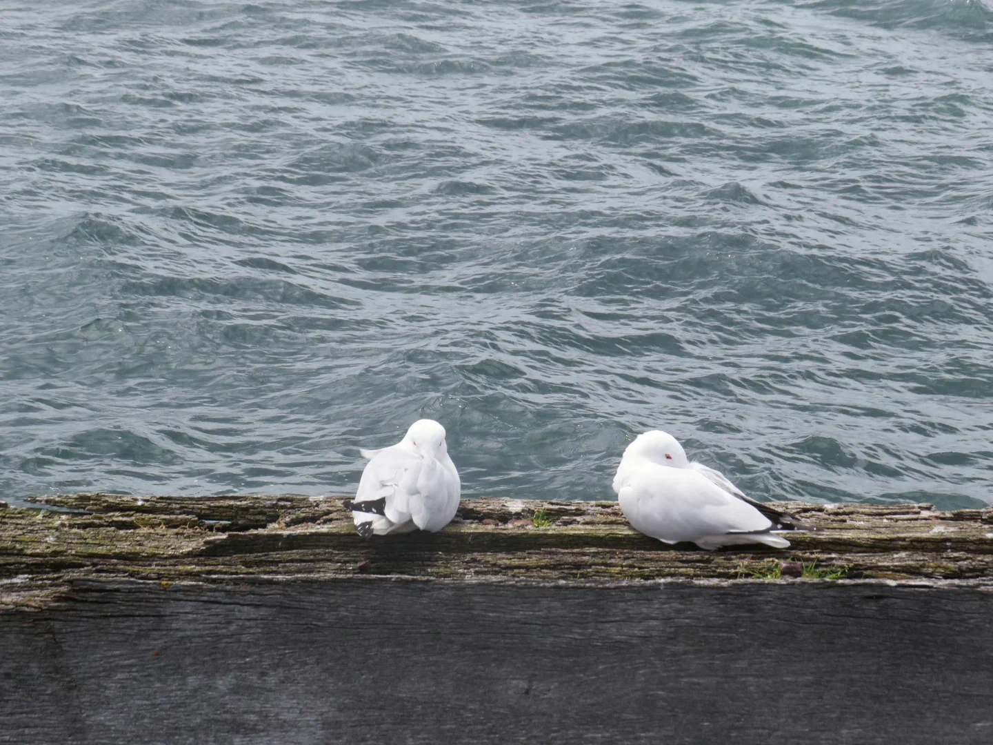 Birds