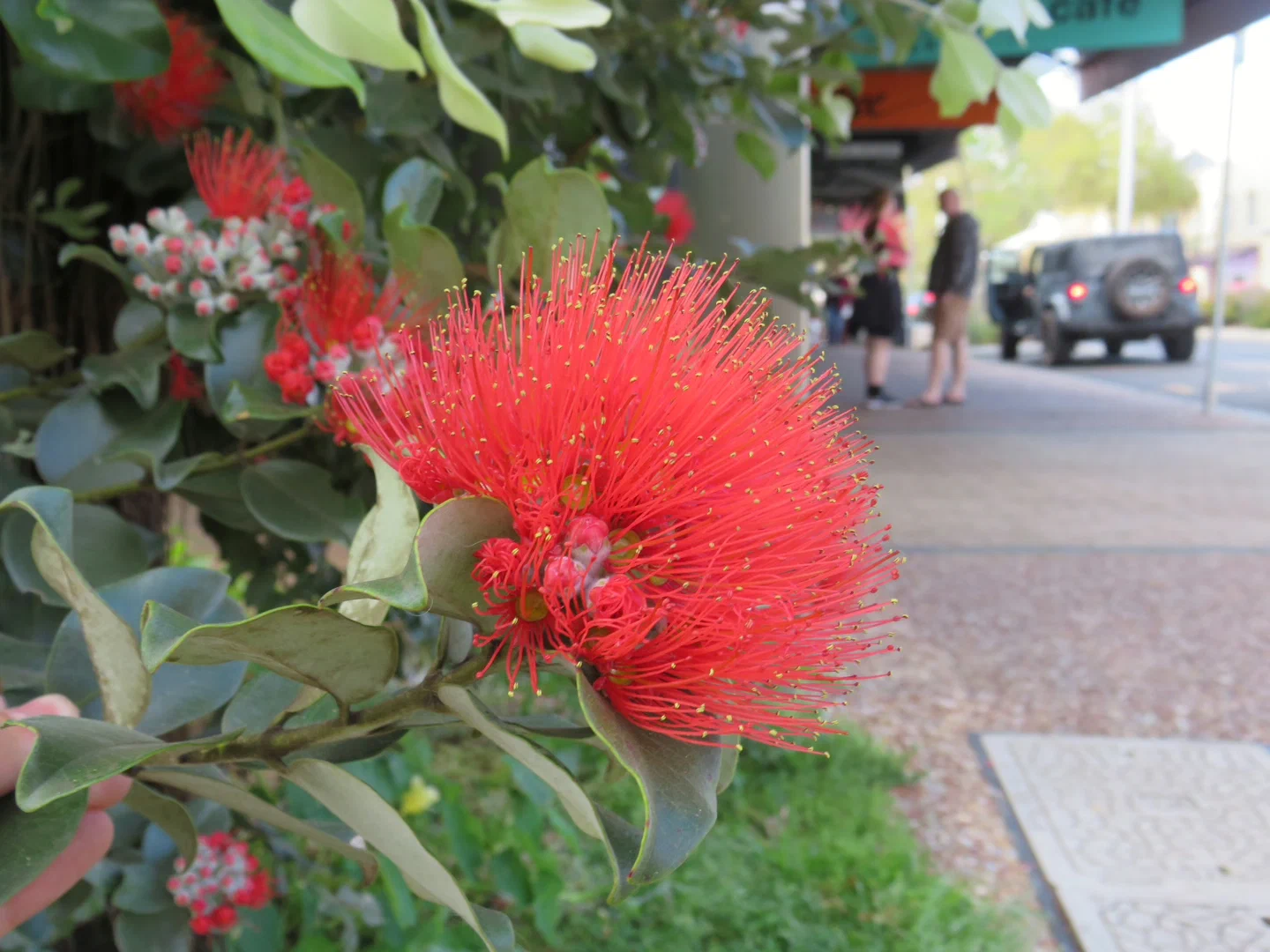 A brightly colored flower I found