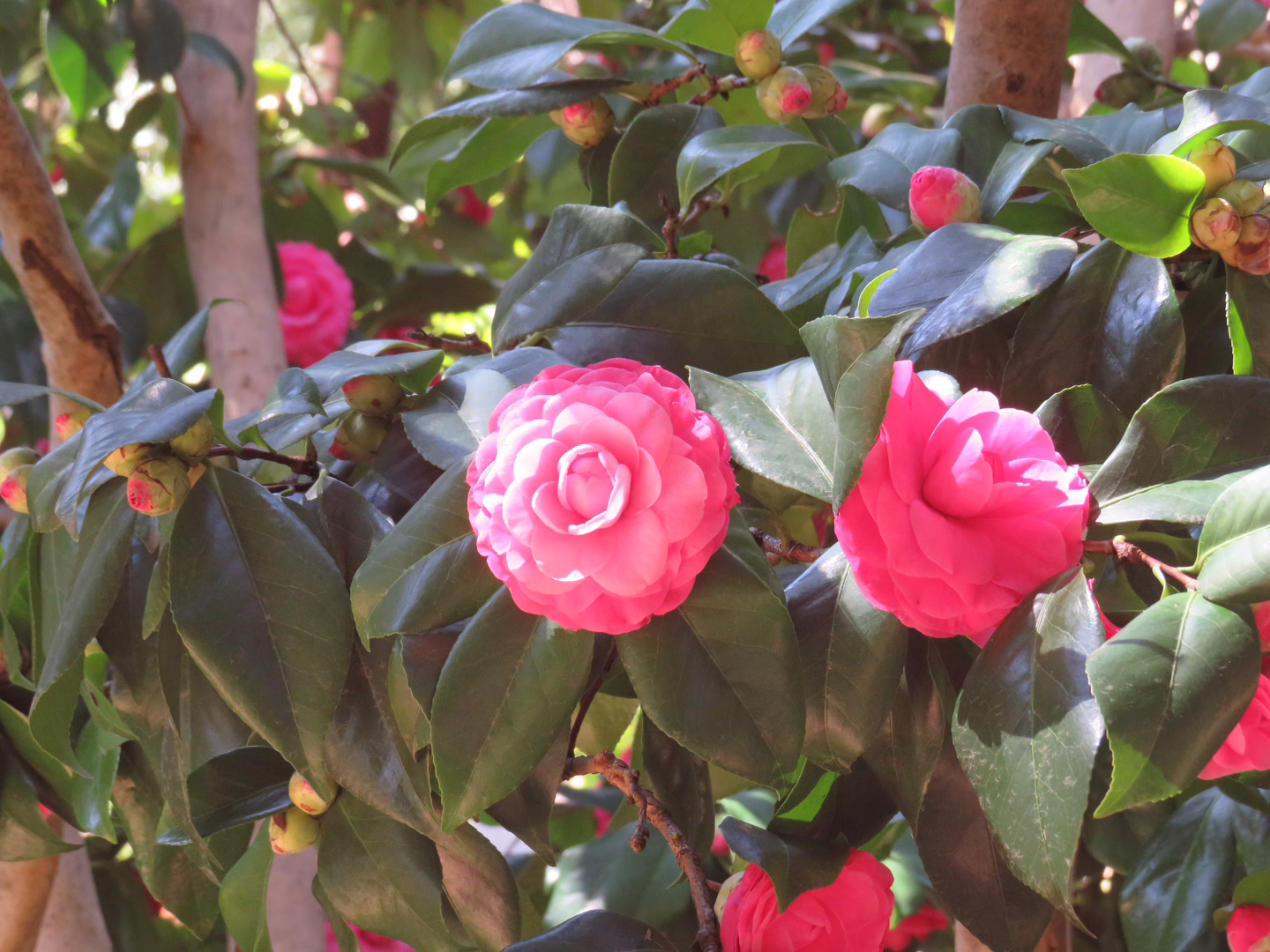 A picture taken with the Canon Powershot SX540 HS