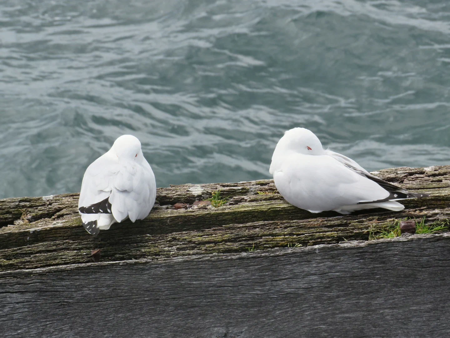 2 birds chilling on a jetty 1 foot apart because they’re birds